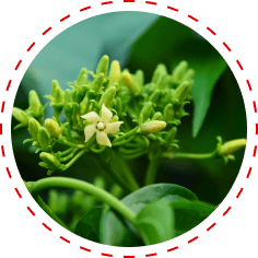 Ceylon Cinnamon